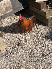 Gallus gallus domesticus