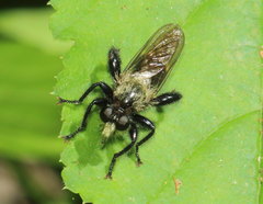 Laphria divisor