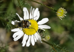 Trichiotinus affinis