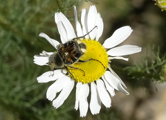 Trichiotinus affinis