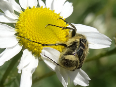Trichiotinus affinis
