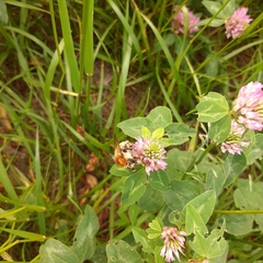 Bombus