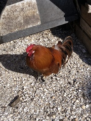 Gallus gallus domesticus