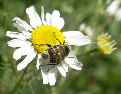 Trichiotinus affinis
