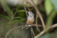 Checker-Throated Antwren photo 2