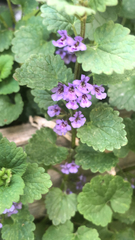 Glechoma hederacea