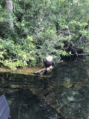 Anhinga anhinga