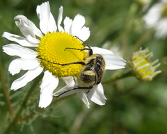Trichiotinus affinis