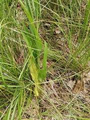 Phyteuma persicifolium