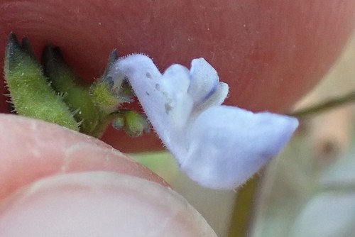 Coleus hereroensis image