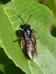 Andrena integra