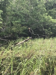 Anhinga anhinga