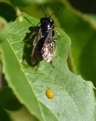 Andrena integra