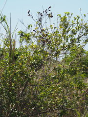 Lindera akoensis