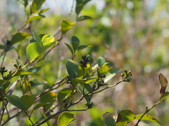 Lindera akoensis