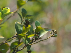 Lindera akoensis