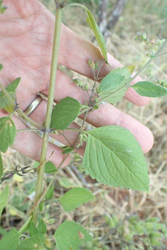 Coleus hereroensis image