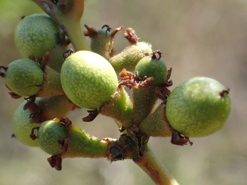 Image of Taiwan Spicebush (Lindera akoensis) by no rights reserved