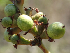 Lindera akoensis