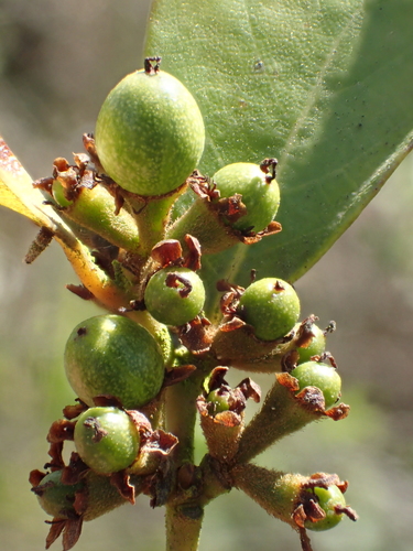 Image of Lindera akoensis by no rights reserved