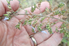 Coleus hereroensis image