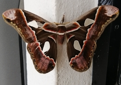 Rothschildia lebeau