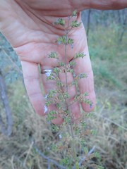 Coleus hereroensis image