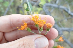 Pegolettia