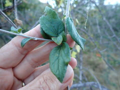 Pegolettia