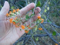 Pegolettia