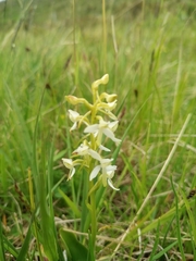 Platanthera bifolia
