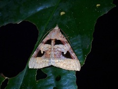 Avatha bubo