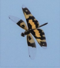 Rhyothemis variegata