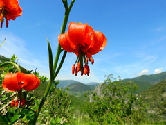 Lilium pomponium