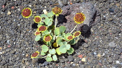 Pozoa coriacea