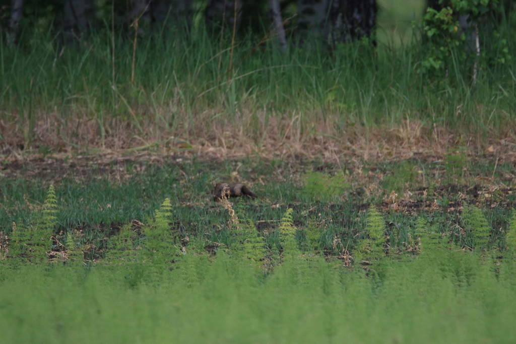 Forest Steppe Marmot