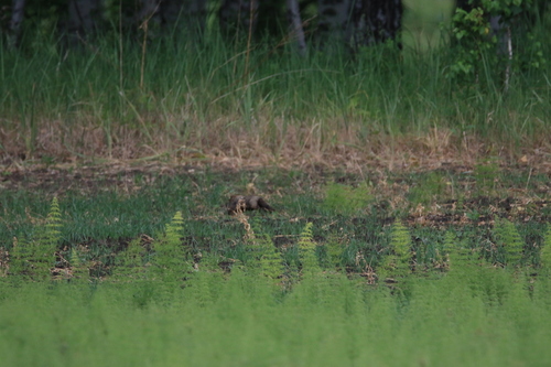Forest Steppe Marmot