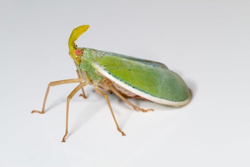 Enchophora prasina