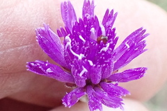 Parapolydora fastigiata