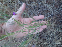 Parapolydora fastigiata