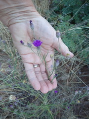 Parapolydora fastigiata