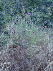 Parapolydora fastigiata