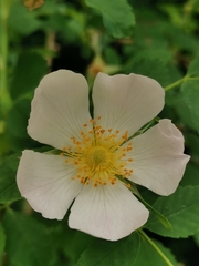 Rosa squarrosa