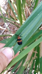 Calopteron discrepans