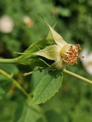 Rosa squarrosa