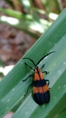 Calopteron discrepans