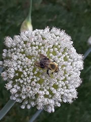 Bombus griseocollis