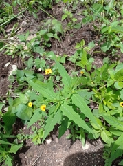 Melampodium paniculatum