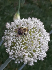 Bombus griseocollis