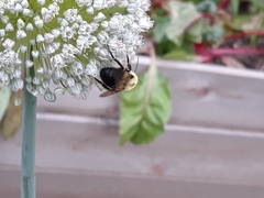 Bombus griseocollis